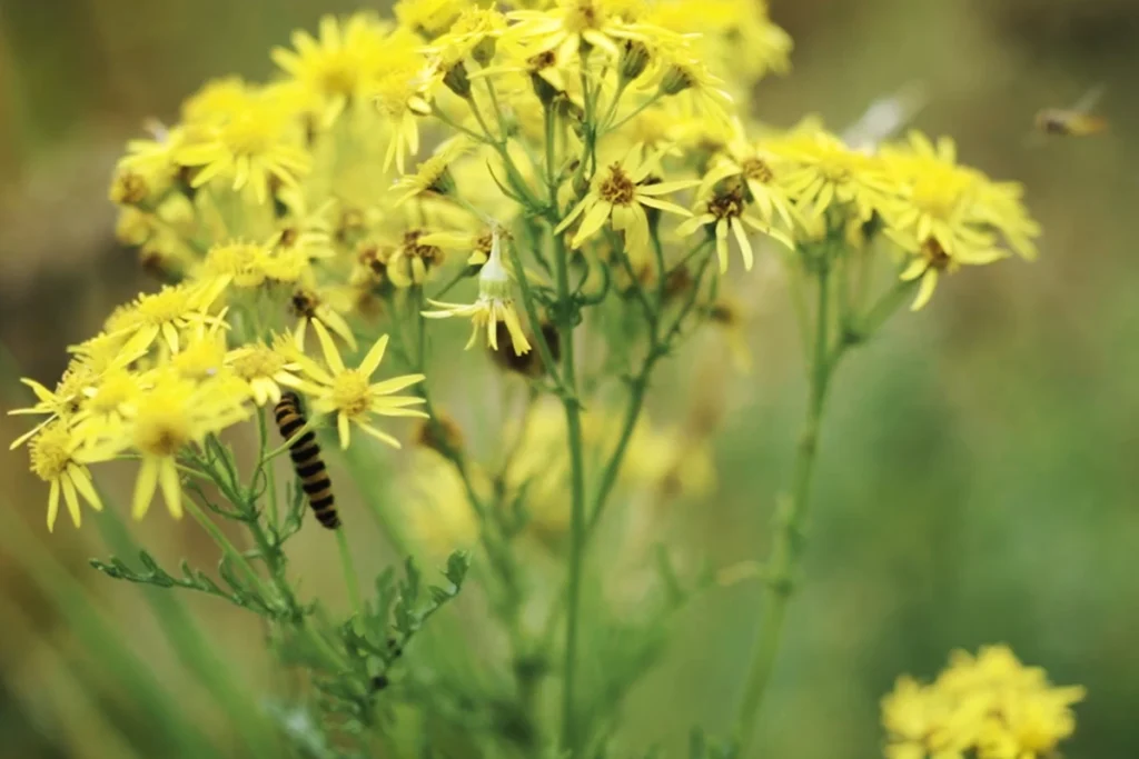 Yellow wildflowers with a black and yellow striped caterpillar and a small bee flying nearby in a green blurred background.