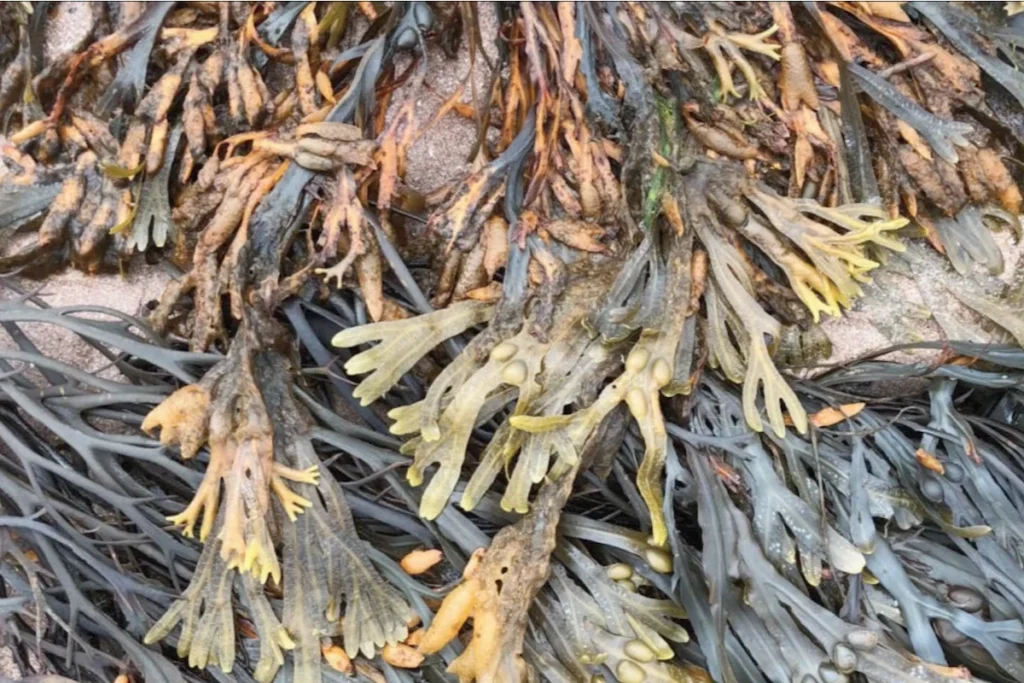 Close-up of various seaweed types on a sandy beach, showcasing their unique textures and colours in a natural coastal environment.