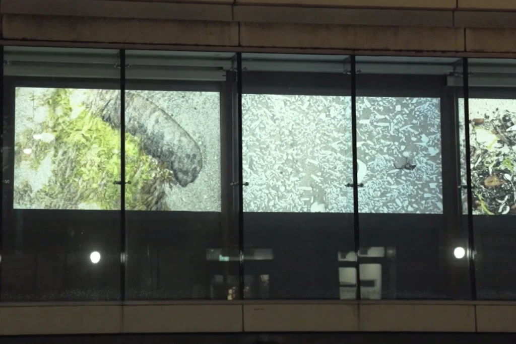 Art installation featuring large screens displaying abstract images of nature and textures, illuminated at night in an urban setting.