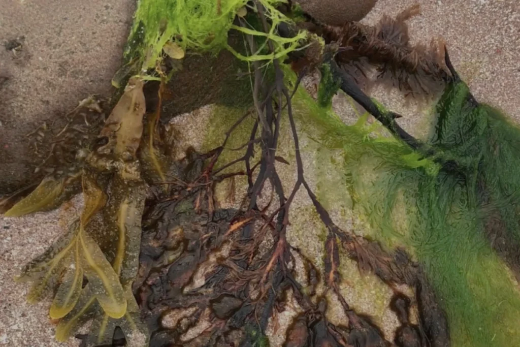 Close-up of various seaweeds and algae on a sandy beach, showcasing their textures and colours in a natural coastal environment.